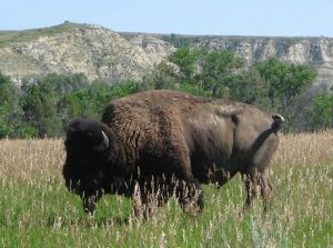 Lonesome Clyde the Buffalo